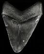 Bargain, Megalodon Tooth - Georgia #56336-2